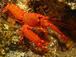 Cape Verdes Diving Centre - Sal Island.